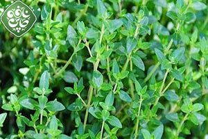 آویشن گياهان دارويي آویشن گياهان دارويي