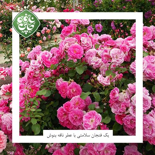 انواع گل محمدی بررسی شده در استان اصفهان