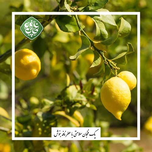 لیمو ترش