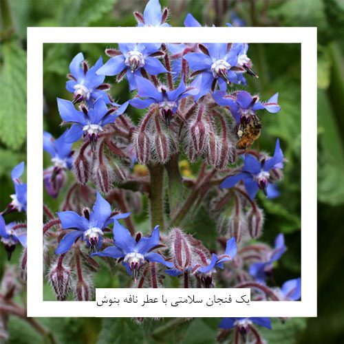 گیاهان دارویی