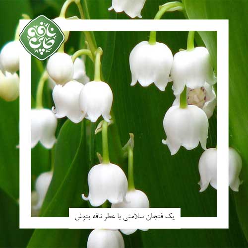 مصرف دمنوش های گیاهی