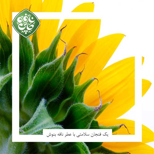 اجزا گیاه