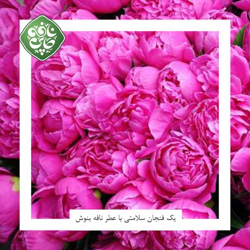 گیاه گل محمدی