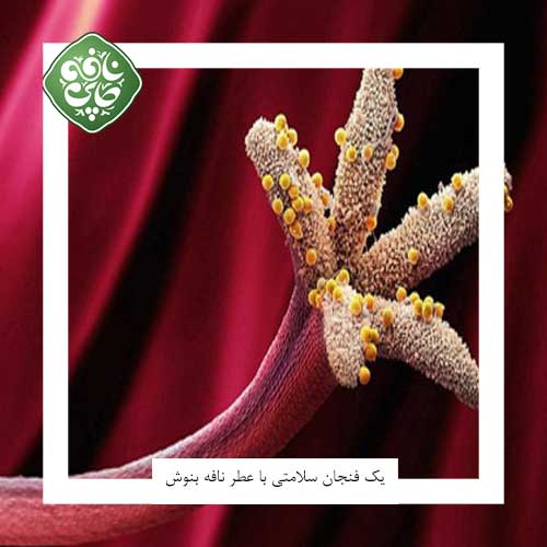 گیاه