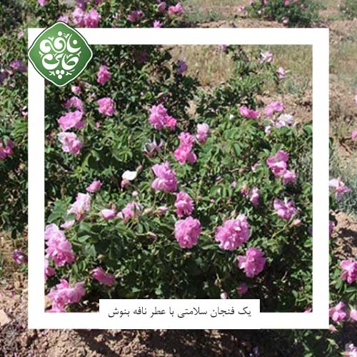 کاشت گل محمدی