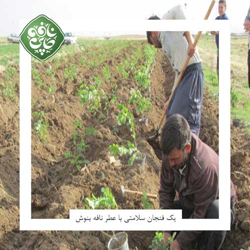کاشت گل محمدی