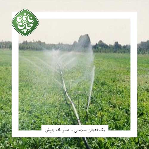 آبیاری گل محمدی