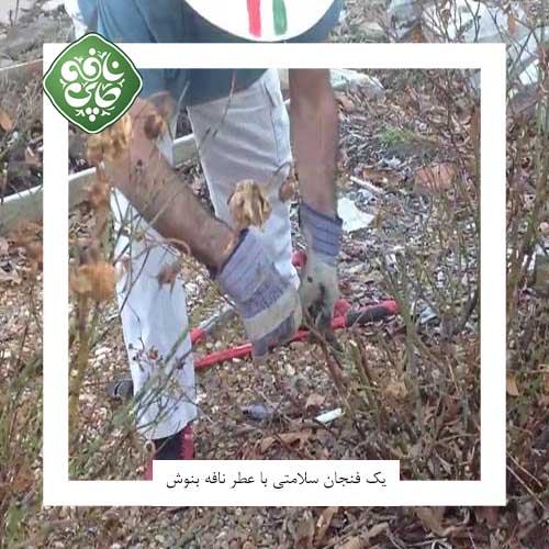هرس گل محمدی