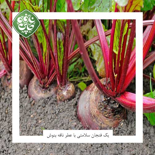 چغندر قرمز