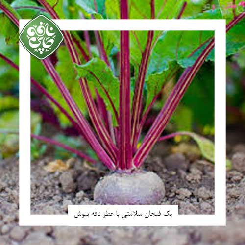 چغندر