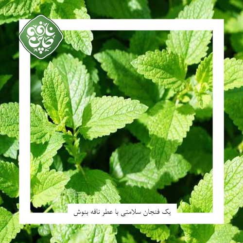 گیاه نعنا