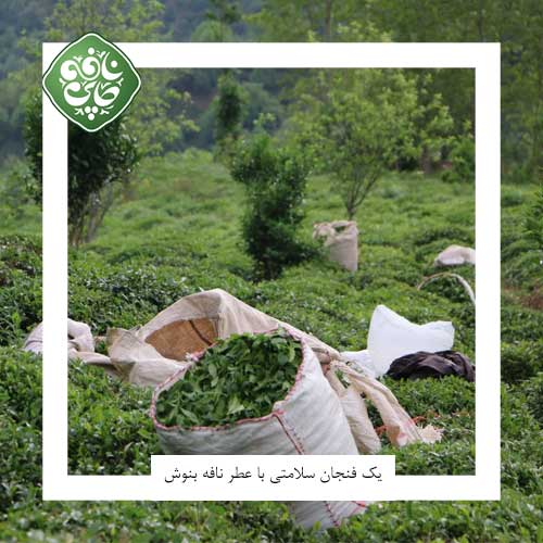 چای سیاه
