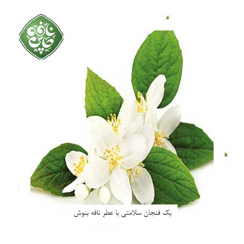 بهار نارنج