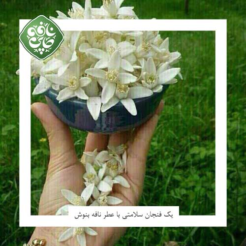 بهار نارنج