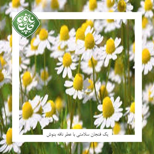 گل بابونه