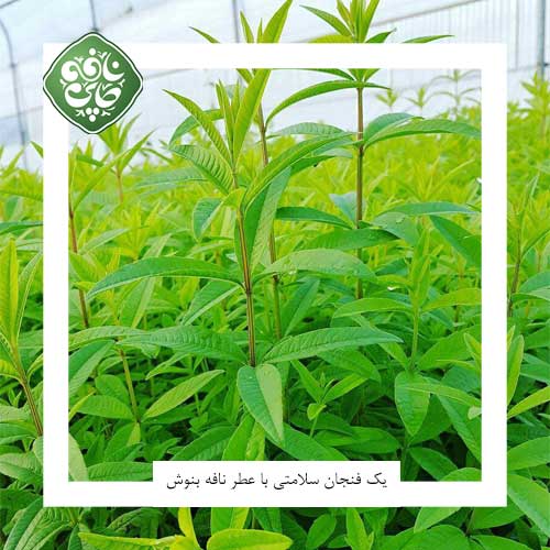 به لیمو