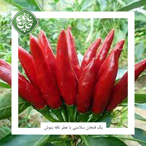فلفل چیلی