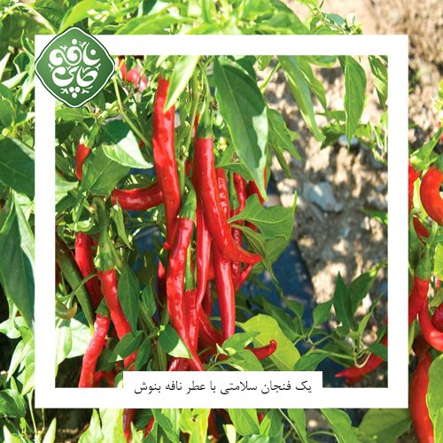 فلفل چیلی